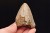 * MEGALODON REKIN SKAMIENIAŁY ZĄB USA ZĄB PREHISTORYCZNEGO REKINA NR 14 *