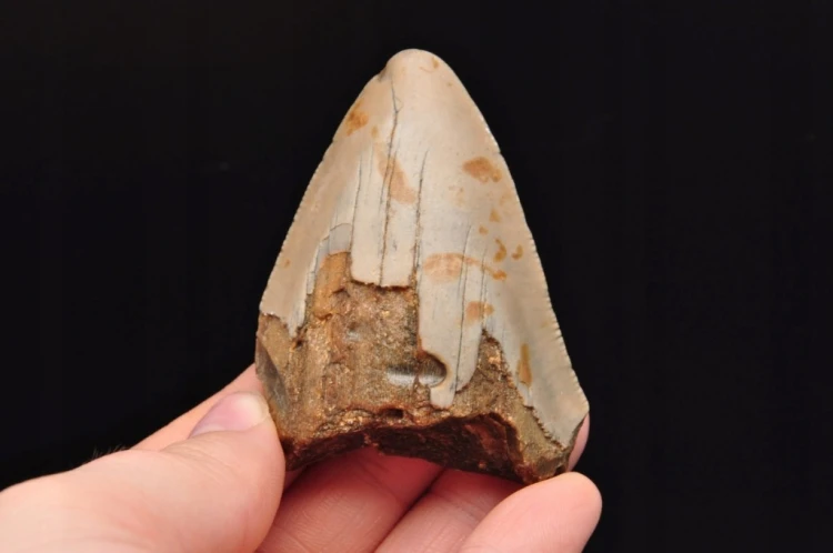 * MEGALODON REKIN SKAMIENIAŁY ZĄB USA ZĄB PREHISTORYCZNEGO REKINA NR 14 *