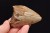 * MEGALODON REKIN SKAMIENIAŁY ZĄB USA ZĄB PREHISTORYCZNEGO REKINA NR 14 *
