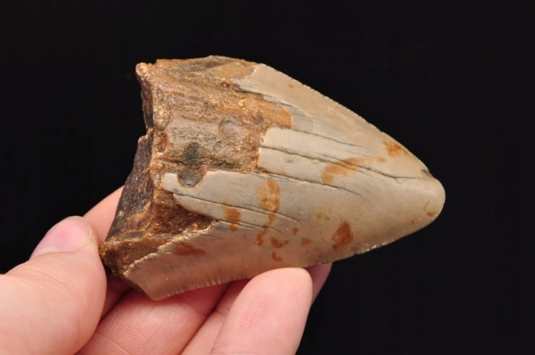 * MEGALODON REKIN SKAMIENIAŁY ZĄB USA ZĄB PREHISTORYCZNEGO REKINA NR 14 *