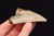 * MEGALODON REKIN SKAMIENIAŁY ZĄB USA ZĄB PREHISTORYCZNEGO REKINA NR 14 *