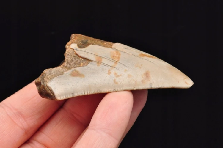 * MEGALODON REKIN SKAMIENIAŁY ZĄB USA ZĄB PREHISTORYCZNEGO REKINA NR 14 *