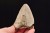 * MEGALODON REKIN SKAMIENIAŁY ZĄB USA ZĄB PREHISTORYCZNEGO REKINA NR 14 *