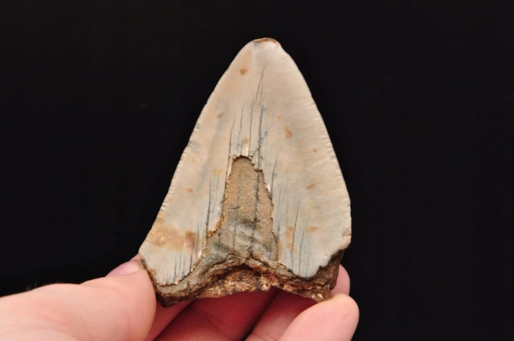 * MEGALODON REKIN SKAMIENIAŁY ZĄB USA ZĄB PREHISTORYCZNEGO REKINA NR 14 *