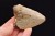 * MEGALODON REKIN SKAMIENIAŁY ZĄB USA ZĄB PREHISTORYCZNEGO REKINA NR 14 *