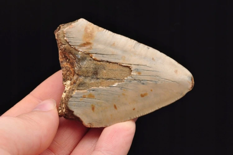 * MEGALODON REKIN SKAMIENIAŁY ZĄB USA ZĄB PREHISTORYCZNEGO REKINA NR 14 *