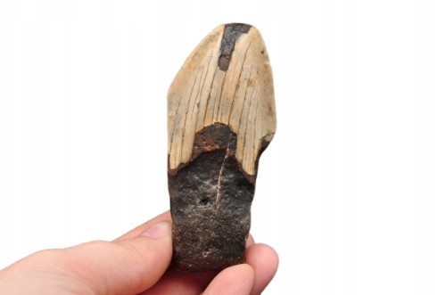 * MEGALODON REKIN SKAMIENIAŁY ZĄB USA INTERESUJĄCA SKAMIELINA NR 12 *