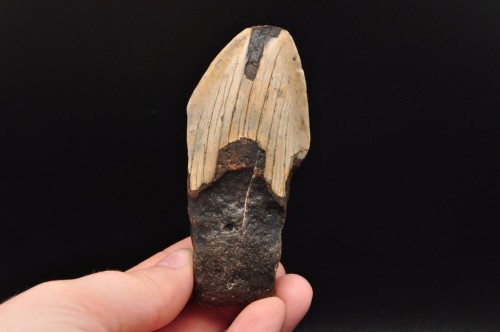* MEGALODON REKIN SKAMIENIAŁY ZĄB USA INTERESUJĄCA SKAMIELINA NR 12 *