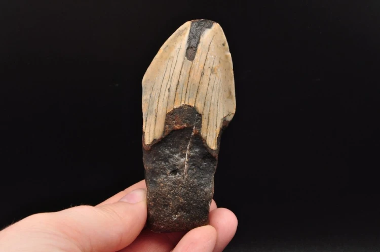 * MEGALODON REKIN SKAMIENIAŁY ZĄB USA INTERESUJĄCA SKAMIELINA NR 12 *