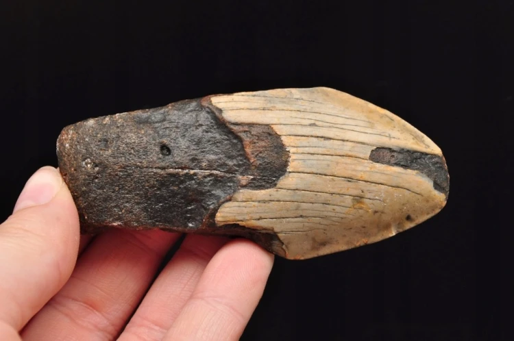 * MEGALODON REKIN SKAMIENIAŁY ZĄB USA INTERESUJĄCA SKAMIELINA NR 12 *
