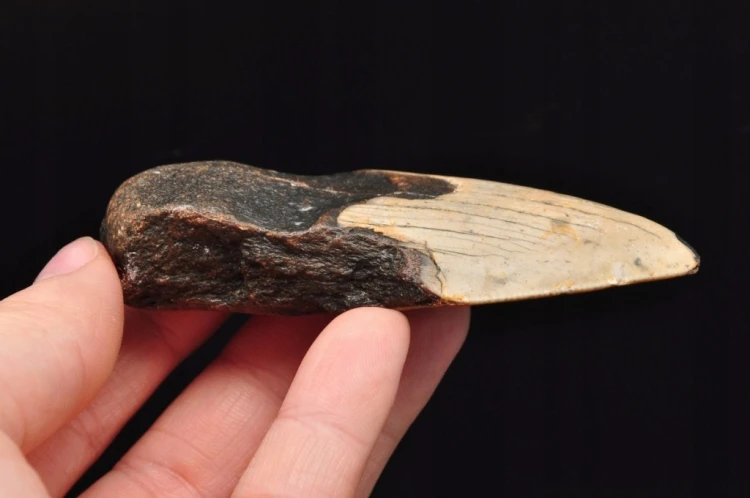 * MEGALODON REKIN SKAMIENIAŁY ZĄB USA INTERESUJĄCA SKAMIELINA NR 12 *