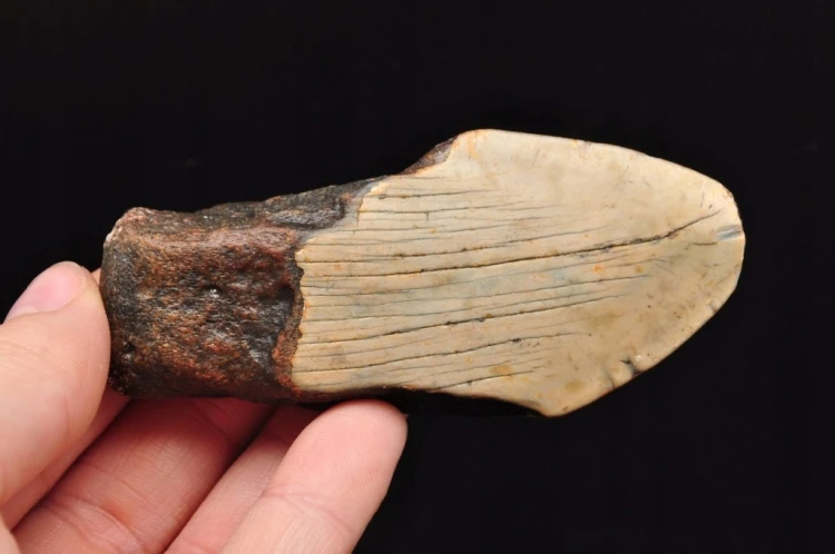 * MEGALODON REKIN SKAMIENIAŁY ZĄB USA INTERESUJĄCA SKAMIELINA NR 12 *