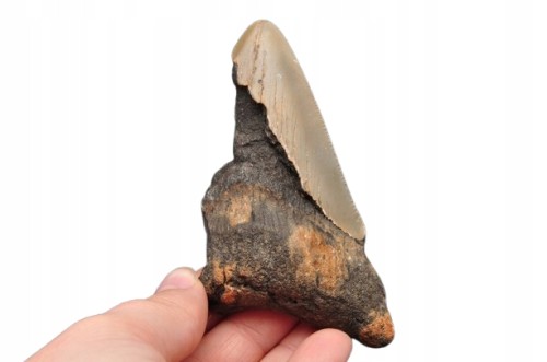 * MEGALODON REKIN SKAMIENIAŁY ZĄB USA POŁÓWKA ZĘBA DOBRA JAKOŚĆ NR 10 *