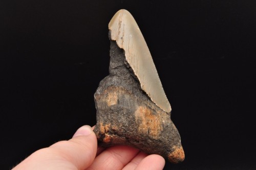 * MEGALODON REKIN SKAMIENIAŁY ZĄB USA POŁÓWKA ZĘBA DOBRA JAKOŚĆ NR 10 *