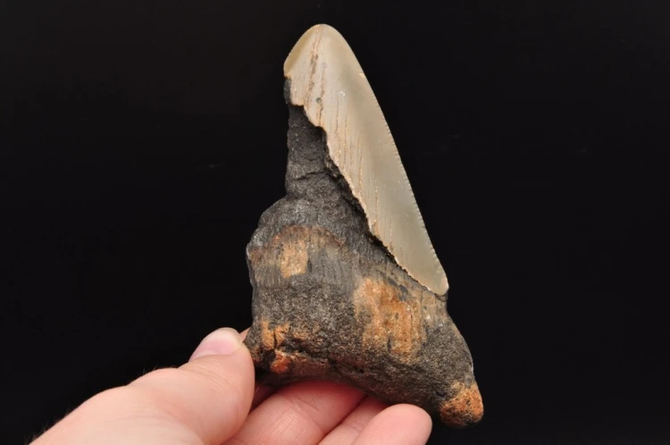 * MEGALODON REKIN SKAMIENIAŁY ZĄB USA POŁÓWKA ZĘBA DOBRA JAKOŚĆ NR 10 *