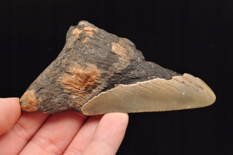 * MEGALODON REKIN SKAMIENIAŁY ZĄB USA POŁÓWKA ZĘBA DOBRA JAKOŚĆ NR 10 *
