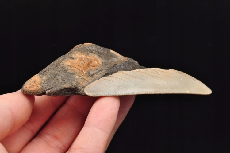 * MEGALODON REKIN SKAMIENIAŁY ZĄB USA POŁÓWKA ZĘBA DOBRA JAKOŚĆ NR 10 *