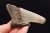 * MEGALODON REKIN SKAMIENIAŁY ZĄB USA POŁÓWKA ZĘBA DOBRA JAKOŚĆ NR 10 *
