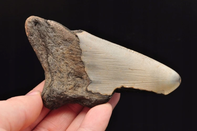 * MEGALODON REKIN SKAMIENIAŁY ZĄB USA POŁÓWKA ZĘBA DOBRA JAKOŚĆ NR 10 *
