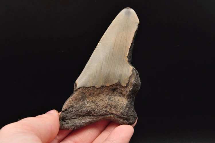 * MEGALODON REKIN SKAMIENIAŁY ZĄB USA POŁÓWKA ZĘBA DOBRA JAKOŚĆ NR 10 *
