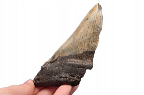 * MEGALODON REKIN SKAMIENIAŁY ZĄB USA POŁÓWKA ZĘBA JAKO PREZENT NR 7 *