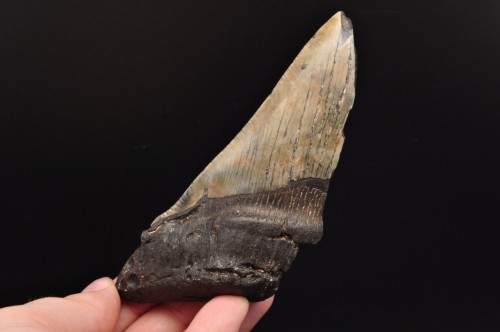 * MEGALODON REKIN SKAMIENIAŁY ZĄB USA POŁÓWKA ZĘBA JAKO PREZENT NR 7 *