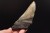 * MEGALODON REKIN SKAMIENIAŁY ZĄB USA POŁÓWKA ZĘBA JAKO PREZENT NR 7 *