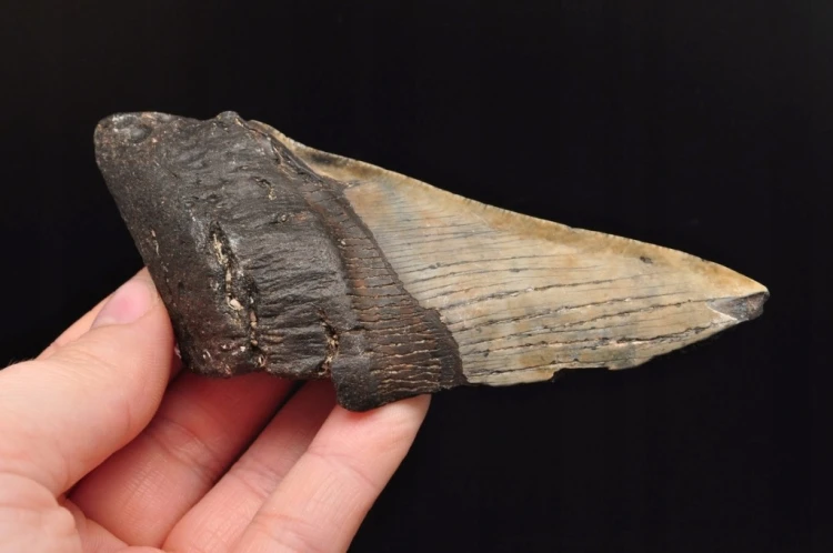 * MEGALODON REKIN SKAMIENIAŁY ZĄB USA POŁÓWKA ZĘBA JAKO PREZENT NR 7 *