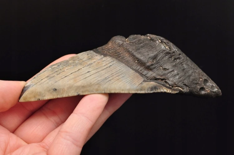 * MEGALODON REKIN SKAMIENIAŁY ZĄB USA POŁÓWKA ZĘBA JAKO PREZENT NR 7 *