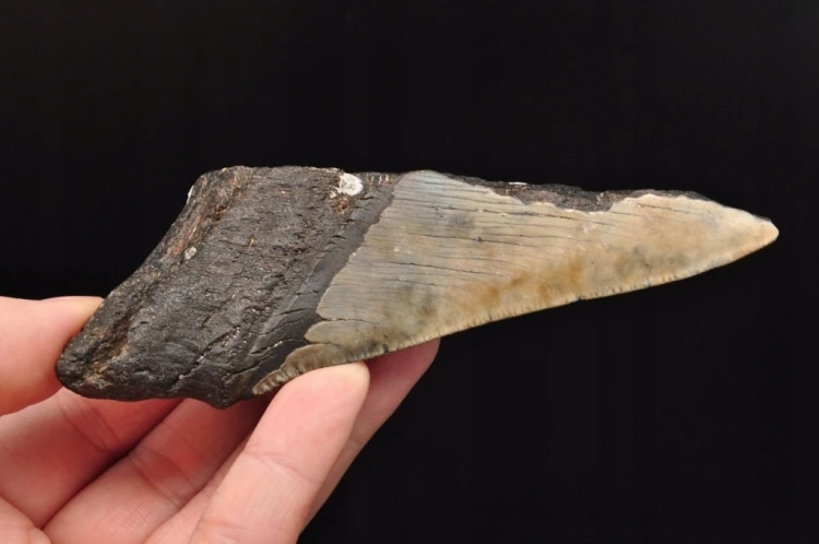 * MEGALODON REKIN SKAMIENIAŁY ZĄB USA POŁÓWKA ZĘBA JAKO PREZENT NR 7 *