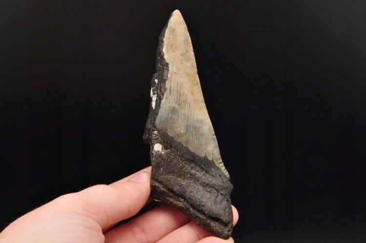 * MEGALODON REKIN SKAMIENIAŁY ZĄB USA POŁÓWKA ZĘBA JAKO PREZENT NR 7 *