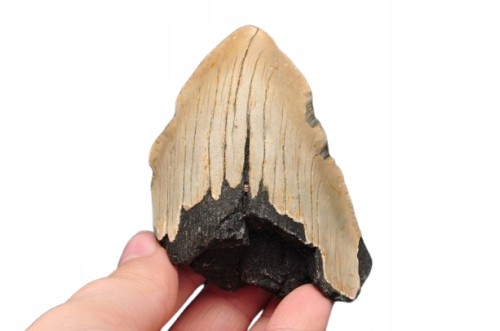 * MEGALODON REKIN SKAMIENIAŁY ZĄB USA WYJĄTKOWY OKAZ DO KOLEKCJI NR 5 *