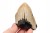 * MEGALODON REKIN SKAMIENIAŁY ZĄB USA WYJĄTKOWY OKAZ DO KOLEKCJI NR 5 *