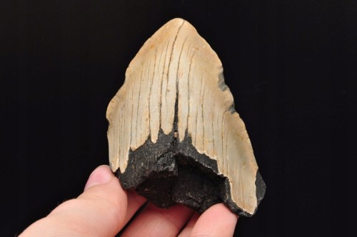 * MEGALODON REKIN SKAMIENIAŁY ZĄB USA WYJĄTKOWY OKAZ DO KOLEKCJI NR 5 *