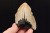 * MEGALODON REKIN SKAMIENIAŁY ZĄB USA WYJĄTKOWY OKAZ DO KOLEKCJI NR 5 *