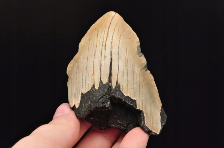 * MEGALODON REKIN SKAMIENIAŁY ZĄB USA WYJĄTKOWY OKAZ DO KOLEKCJI NR 5 *