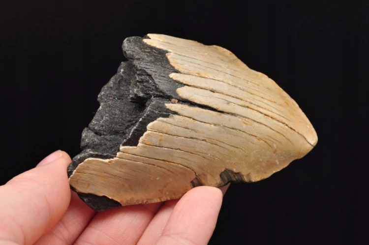 * MEGALODON REKIN SKAMIENIAŁY ZĄB USA WYJĄTKOWY OKAZ DO KOLEKCJI NR 5 *
