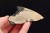 * MEGALODON REKIN SKAMIENIAŁY ZĄB USA WYJĄTKOWY OKAZ DO KOLEKCJI NR 5 *