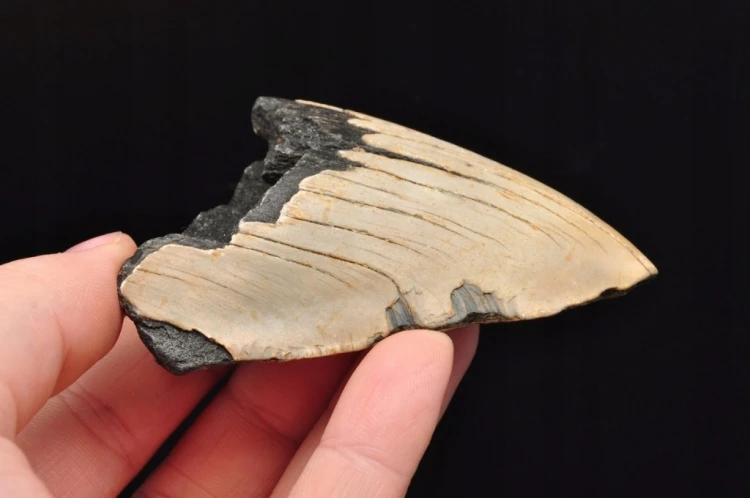 * MEGALODON REKIN SKAMIENIAŁY ZĄB USA WYJĄTKOWY OKAZ DO KOLEKCJI NR 5 *