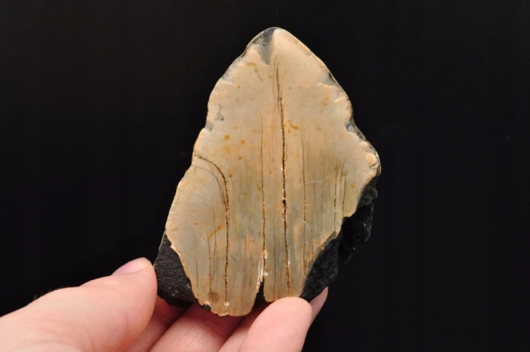 * MEGALODON REKIN SKAMIENIAŁY ZĄB USA WYJĄTKOWY OKAZ DO KOLEKCJI NR 5 *