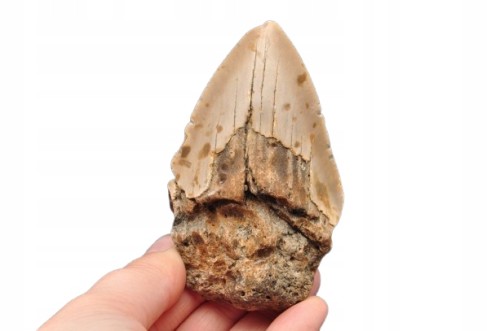 * MEGALODON REKIN SKAMIENIAŁY ZĄB USA JASNA BARWA PRAWDZIWY ZĄB NR 4 *