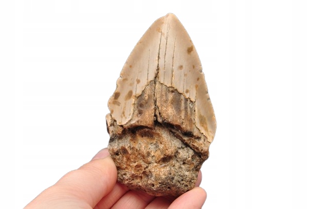 * MEGALODON REKIN SKAMIENIAŁY ZĄB USA JASNA BARWA PRAWDZIWY ZĄB NR 4 *