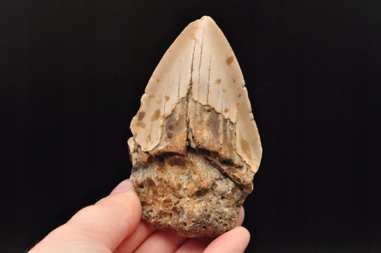 * MEGALODON REKIN SKAMIENIAŁY ZĄB USA JASNA BARWA PRAWDZIWY ZĄB NR 4 *