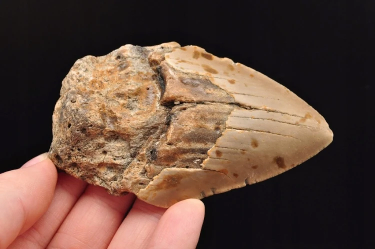 * MEGALODON REKIN SKAMIENIAŁY ZĄB USA JASNA BARWA PRAWDZIWY ZĄB NR 4 *