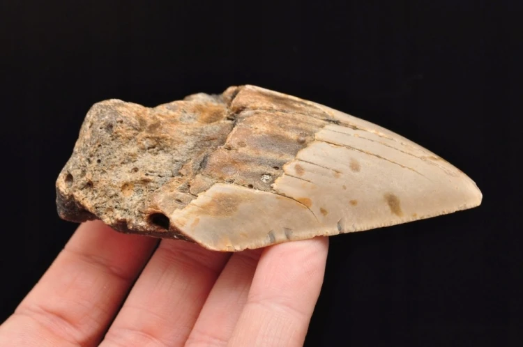 * MEGALODON REKIN SKAMIENIAŁY ZĄB USA JASNA BARWA PRAWDZIWY ZĄB NR 4 *