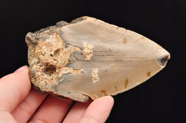 * MEGALODON REKIN SKAMIENIAŁY ZĄB USA JASNA BARWA PRAWDZIWY ZĄB NR 4 *