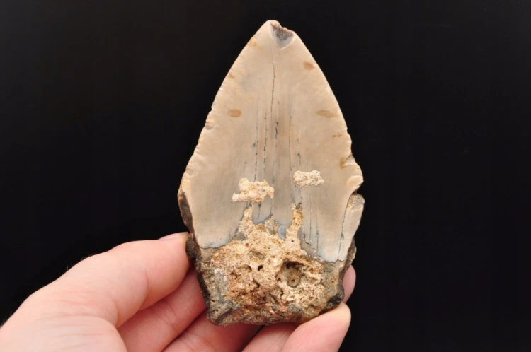 * MEGALODON REKIN SKAMIENIAŁY ZĄB USA JASNA BARWA PRAWDZIWY ZĄB NR 4 *