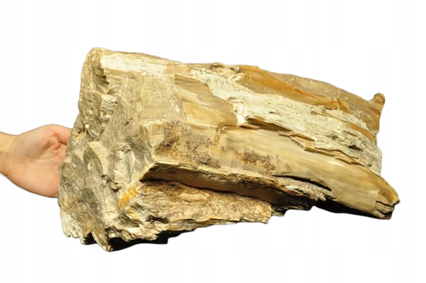 * SKAMIENIAŁE DREWNO POLSKA DUŻY PIEŃ NATURALNY OKAZ DLA KOLEKCJONERA 13 KG