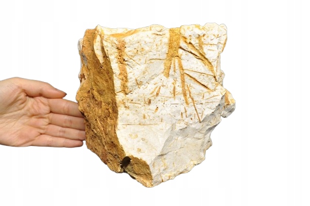 * SKAMIENIAŁE DREWNO WĘGRY JASNY KOLOR CIEKAWY WZÓR SUROWY OKAZ NR 6 *