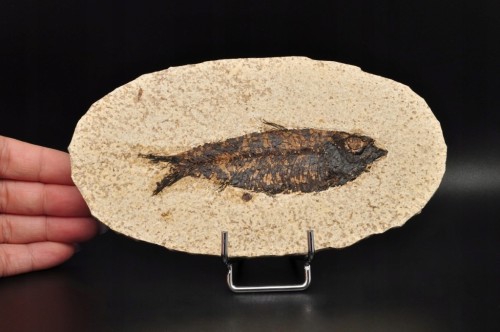 * SKAMIENIAŁA RYBA KNIGHTIA EOCEANA OKRĄGŁA PŁYTKA DOBRZE ZACHOWANA NR 2